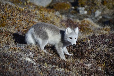 Tundra Biome Arctic Fox