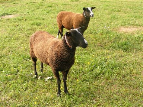 Ovce Zwartbles | Farmalhotice