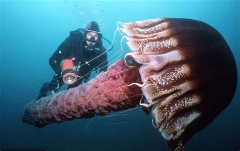 不気味で怖い深海魚39選（変わった水生生物画像まとめ） 巨大生物 水生 生物 深海の生物