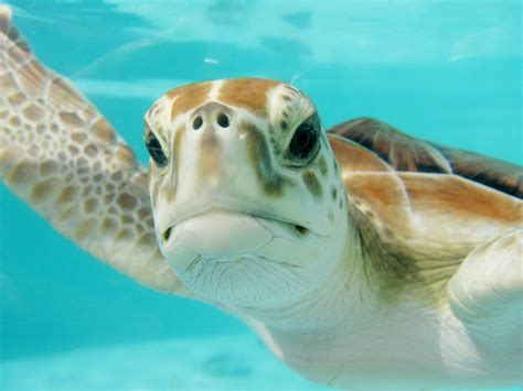 The Turtles Are Coming To Destin Beaches Sandnsol Destin Vacation Rental