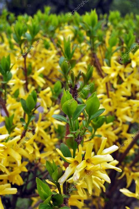 Yellow Flowering Shrubs In Early Spring — Stock Photo