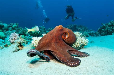 Octopuses Sometimes Punch Fish Out Of Spite Scientists Say