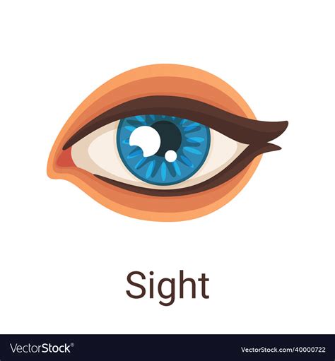 One Of Five Senses Sight Royalty Free Vector Image