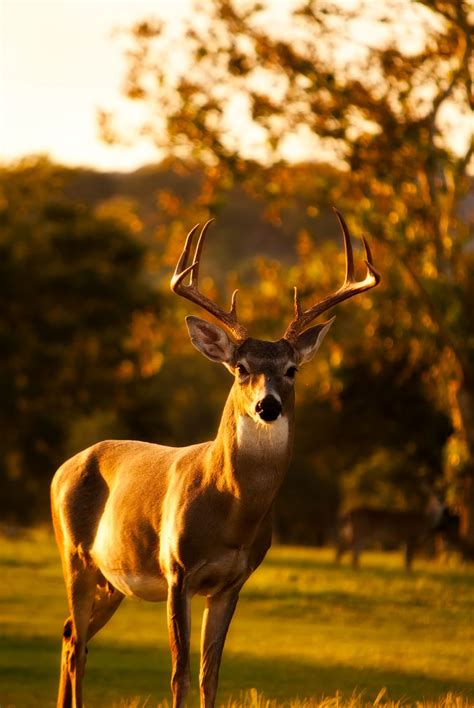 Deer Sunset Forest Unique Animals Animals Images