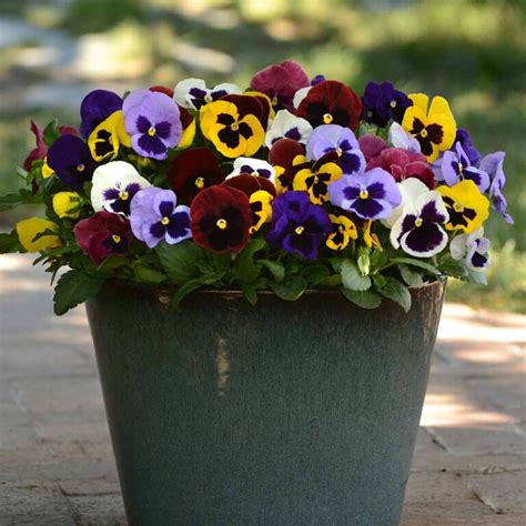 Pansy Mixed Colors With Faces Sugar Creek Gardens