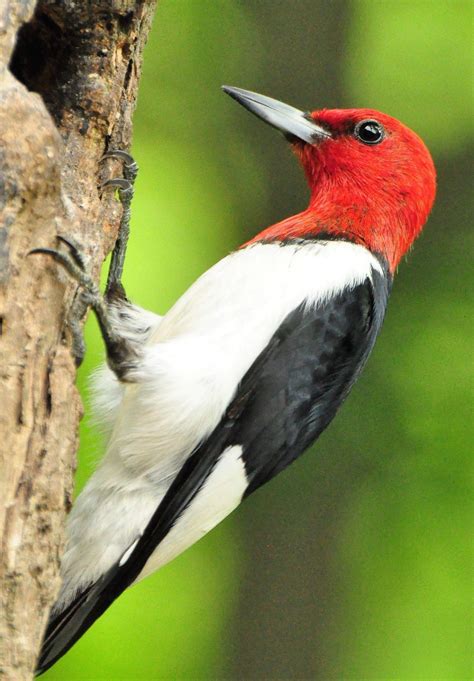 Washburn Outdoors Red Headed Woodpecker Suffers Alarming Decline