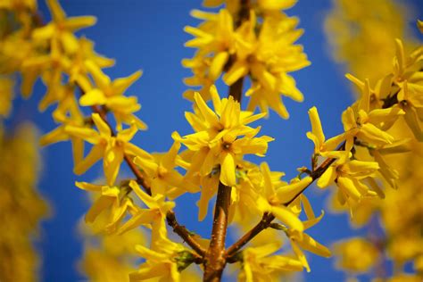 10 Best Shrubs With Yellow Flowers