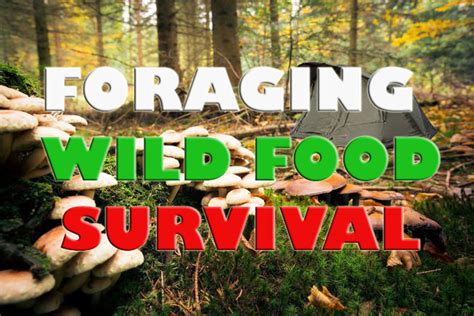 Foraging Wild Food For Survival Stealth Uk