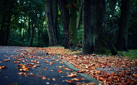 World Roads Street Path Trail Nature Landscapes Trees Garden