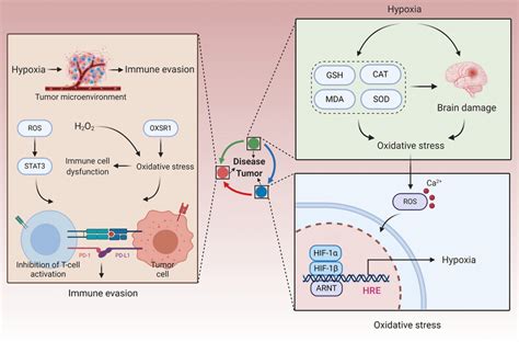 The Trinity Of Hypoxia Oxidative Stress And Immune Evasion Hypoxia