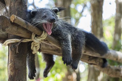 Bearcat Facts Animals Of Asia Worldatlas