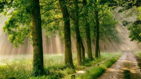 3840x2880 Fog Forest Grass Man Mist Nature Path Pathway
