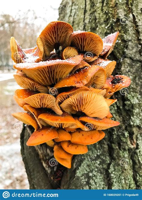 Edible Mushrooms Of Bright Orange Color Stock Image Image Of Color