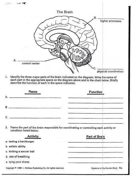 Nervous System Labeling Worksheet