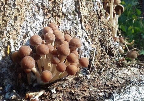 5 Fungi To Spot In The Forest Heart Of England Forest