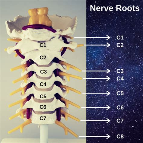Cervical Radiculopathy Nerve Roots