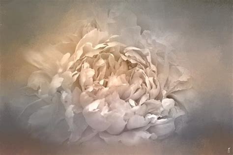 Blushing Silver And Gold Peony Floral Fine Art Prints Flower