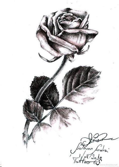 Trandafirul este o plantă perenă lemnoasă cu flori ce face parte din genul rosa, din familia rosaceae. Desen - trandafirul - desen realizat cu creion Derwent ...
