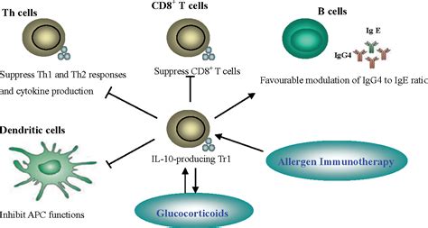 Figure 1 From Il 10 Producing Type 1 Regulatory T Cells And Allergy Semantic Scholar