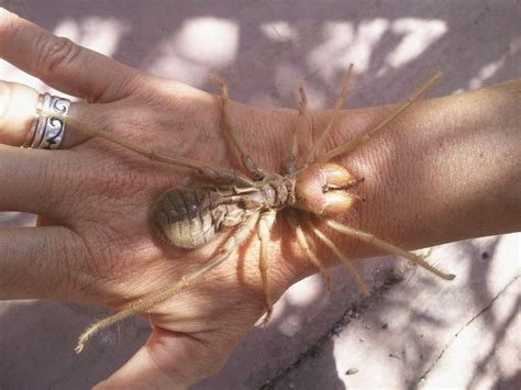 10 Of The Most Terrifying Spiders In The World Large Spiders Spider