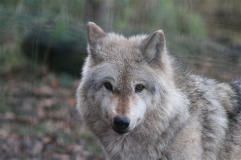 Grey Wolf Zoochat