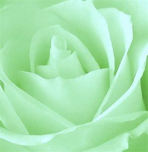Its A Colorful Life Rosé Close Up Green Rose Mint Green Aesthetic