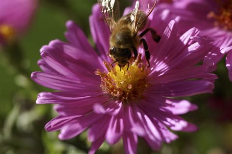 Biene in einer Blüte Foto & Bild | sonstiges, natur Bilder ...