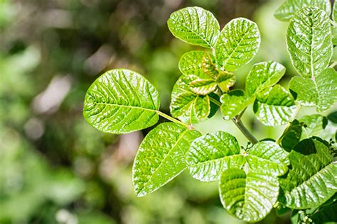 How To Treat Poison Ivy Or Oak Osf Healthcare 伟德oa