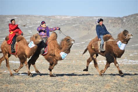 South Gobi Holds Ten Thousand Camel Festival Newsmn
