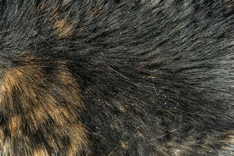 What Causes Bad Dandruff In Cats Visit Link