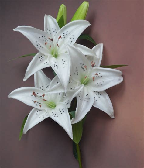 Natural Real Touch White Tiger Lily Long Stem Diy Wedding Etsy