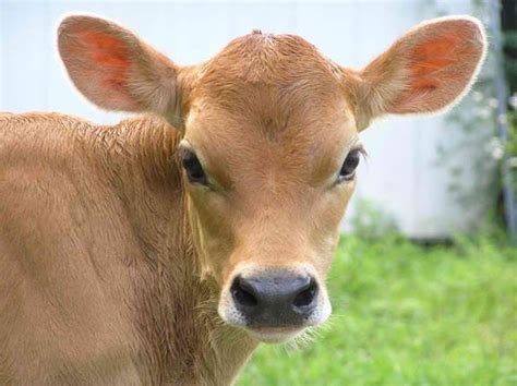 Jersey Calf Dairy Cows Holstein Cow Cute Cows