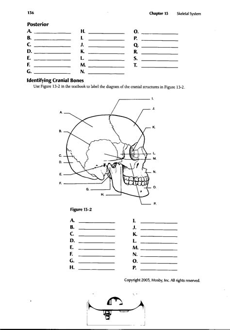 20 Printable Anatomy Labeling Worksheets Desalas Temp