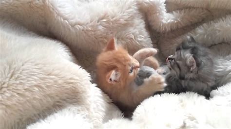 Kittens Playing Youtube