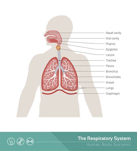 Respiratory System Trachea Diagram Diagram Media