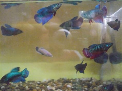 Pada kesempatan kali ini kita akan membahas tentang gambar ikan dan berbagai jenisnya. Ikan Laga Aquarium: Ikan Laga Betina