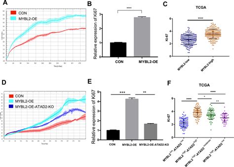 atad2 is essential for mybl2 driven cell proliferation in ovarian download scientific diagram