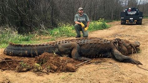 Massive 700 Pound Alligator Discovered In Irrigation Ditch