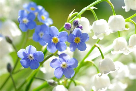 Download White Flower Nature Blue Flower Flower Forget Me Not Forget Me