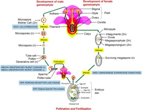 Structure Of Reproductive Organs And The Sequence Of Ev Open I