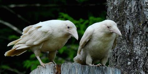 Photographer Uncovers The White Ravens Of Legend In West Coast Forest