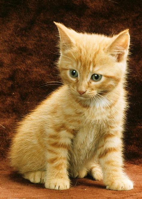 Orange Tabby Mixed Breed Kitten Photograph By Larry Allan