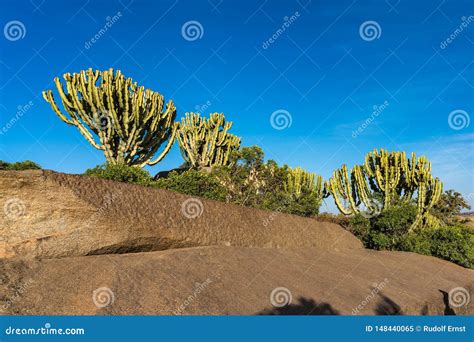 Candelabra Trees Around Historical City Axum Ethiopia Stock Image