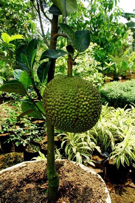 So Grow Jackfruit In A Pot Plants And Pets Fruit Trees In
