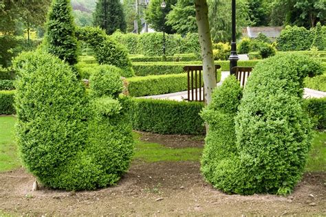 Topiary Shrubs Topiary Gardens Garden Gateways Designs