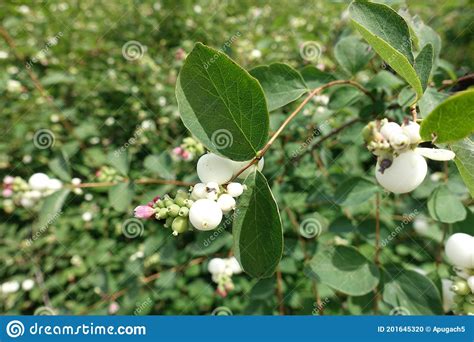 Berries And Pink Flower Of Common Snowberry Stock Photo Image Of