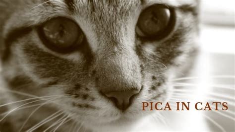 Learn to look for signs of pica and find out how you it's important to recognize pica in cats before a trip to the emergency vet is required. Wool sucking behavior, cats sucking fabric, cloth and socks