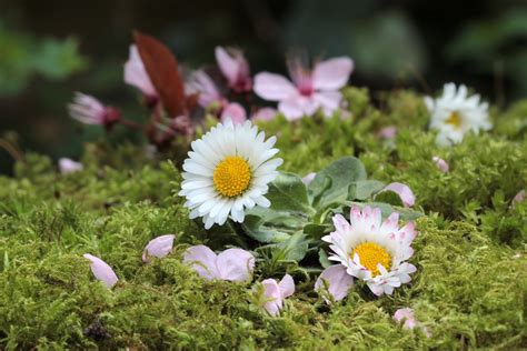 Free Images Nature Grass Blossom Lawn Meadow Flower Petal