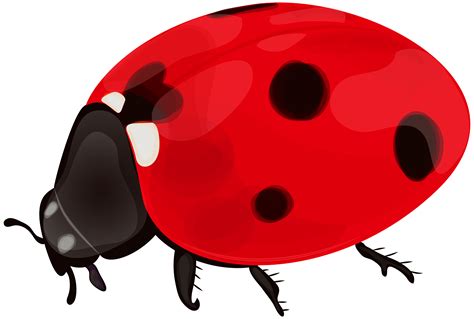 Ladybug Clip Art