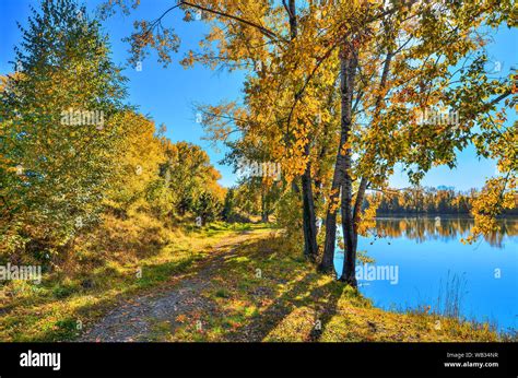 Golden Autumn On Lakeside Picturesque Fall Landscape Near Lake Or